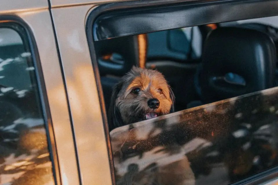 Dog on a road trip