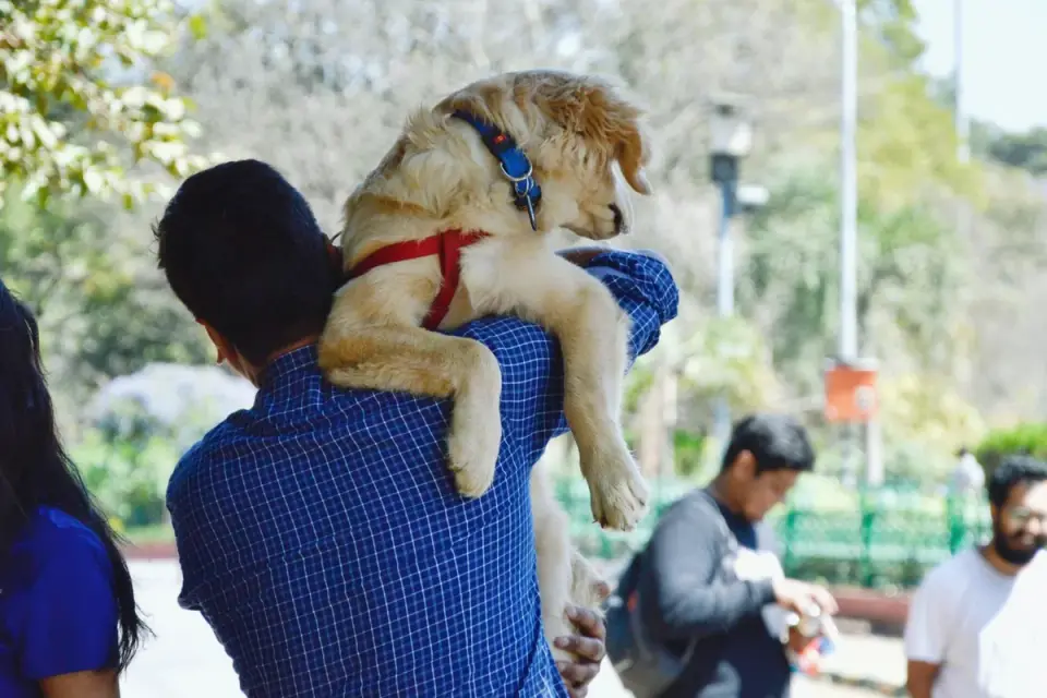 Dog owner at home