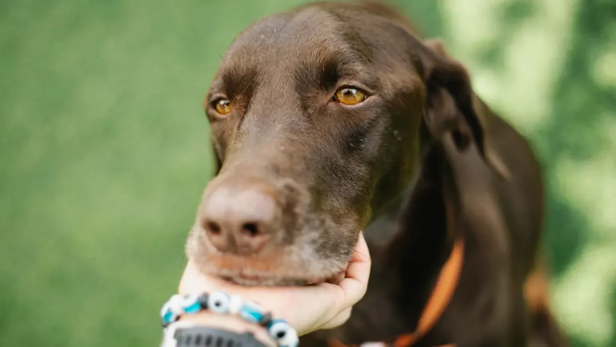 Dog owner comforting dog home