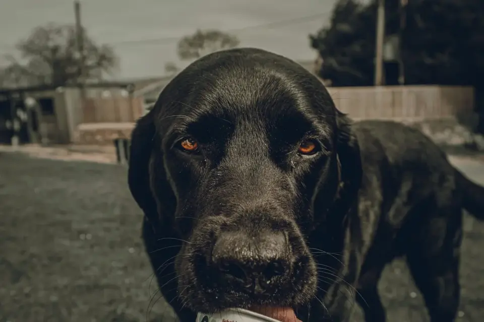 Dog owner handing a soft chew treat to a Labrador retriever