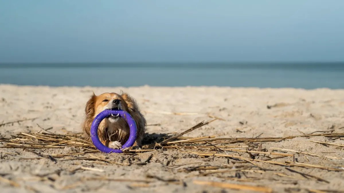 Dog playing with a rope toy