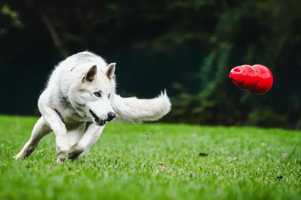 Dog playing with a rope toy