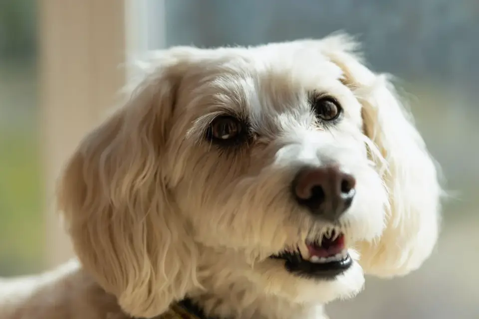 Dog portrait