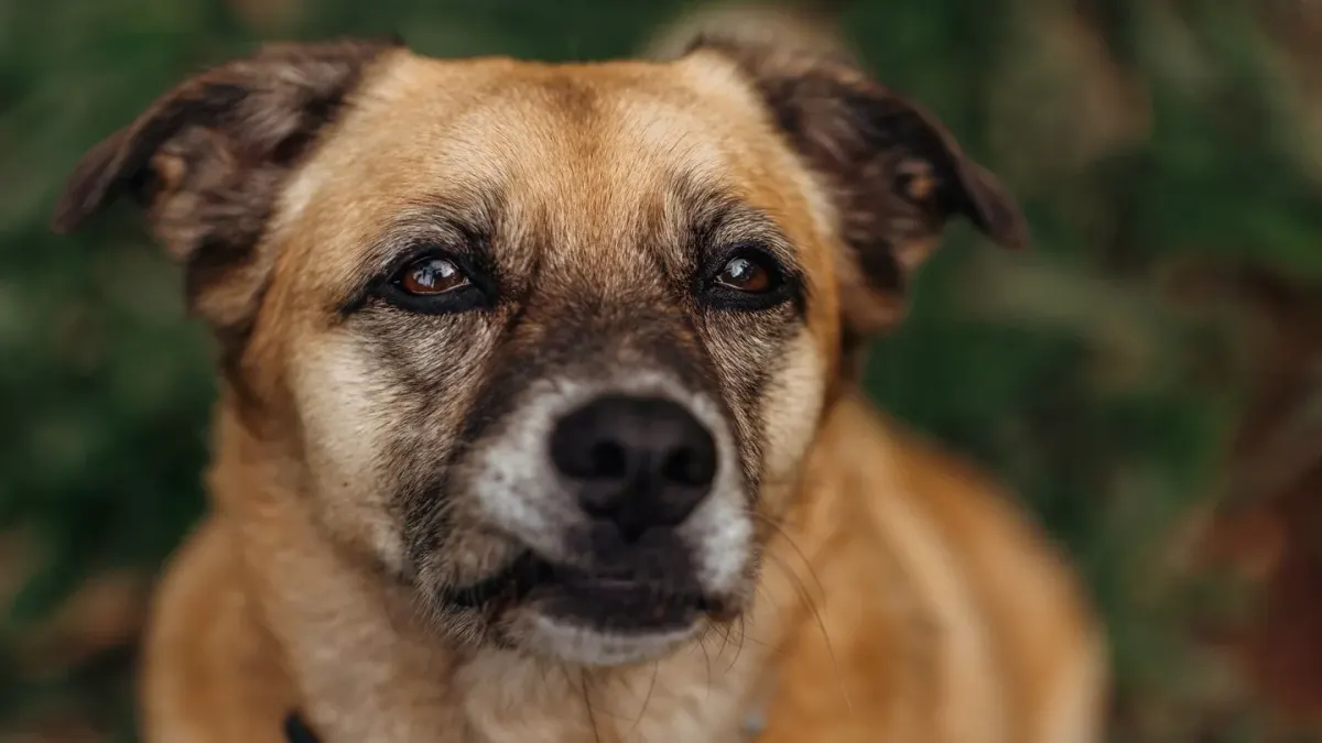 Dog portrait
