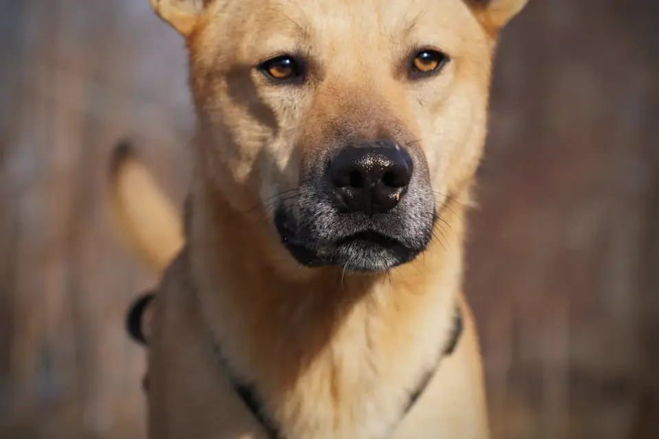 Dog portrait