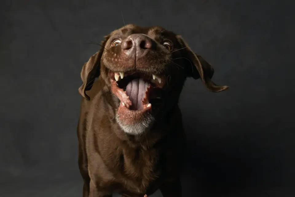 Dog portrait