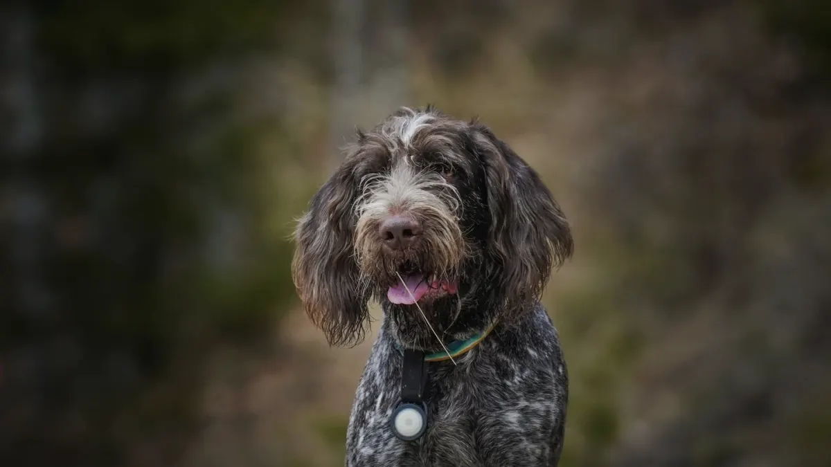 Dog portrait