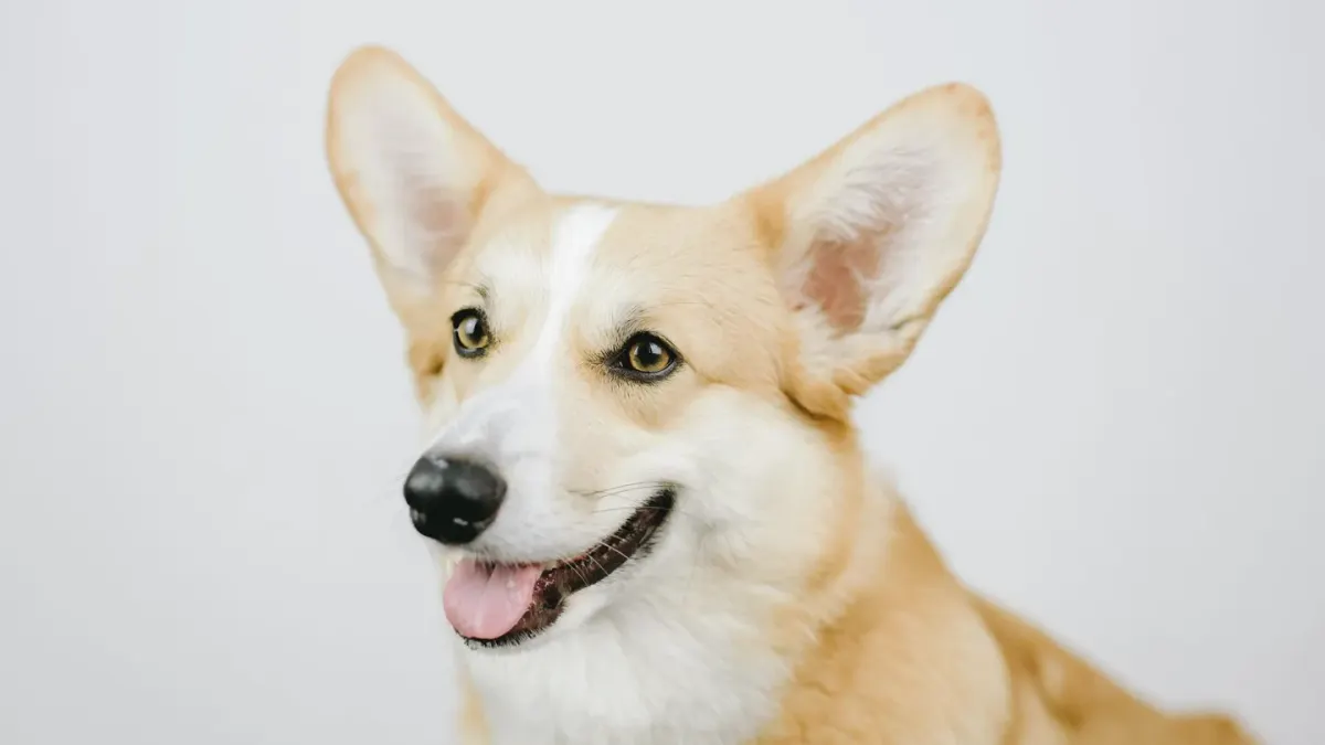 Dog portrait