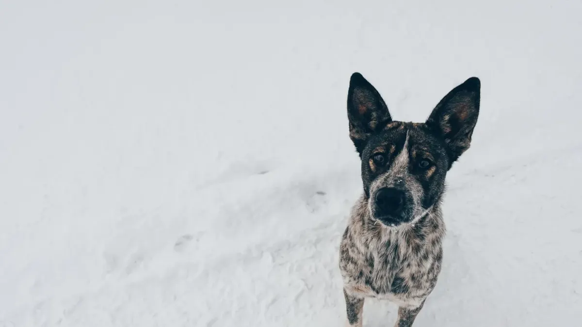 Dog portrait