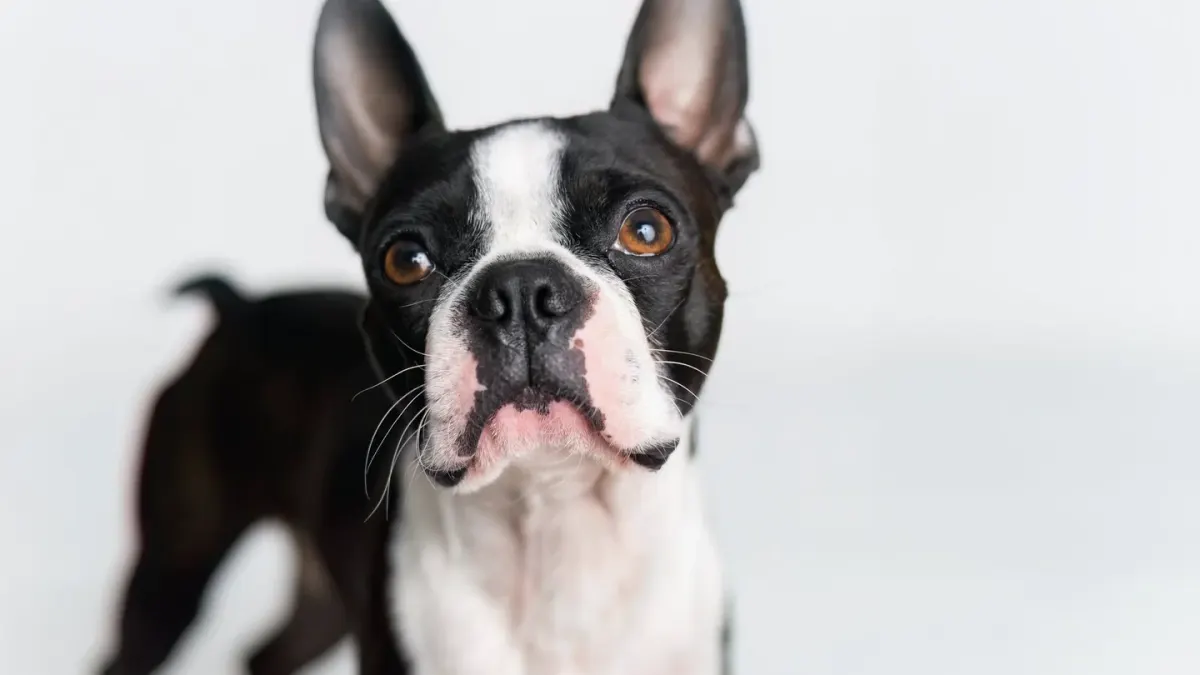 Dog portrait