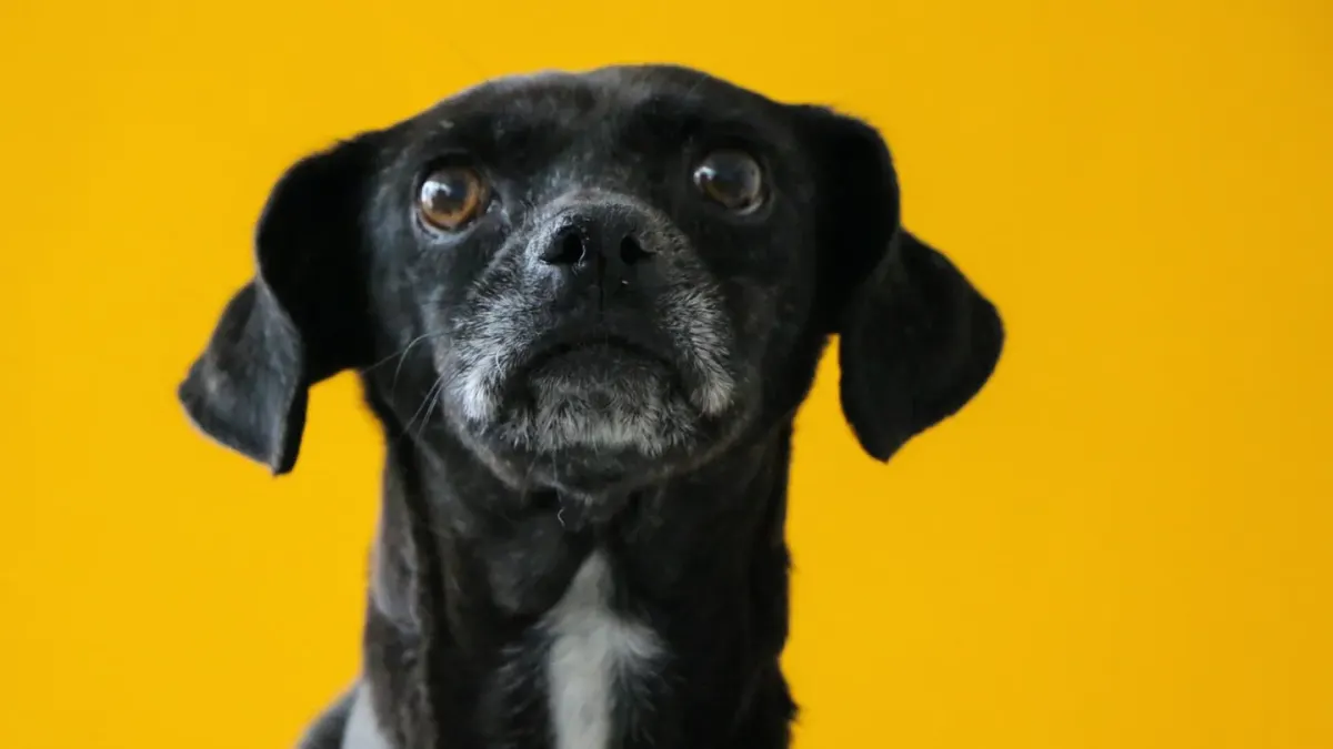 Dog portrait