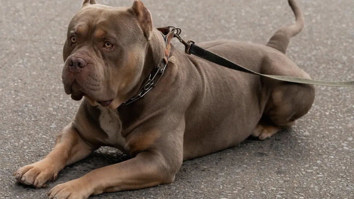 Dog resting after a walk