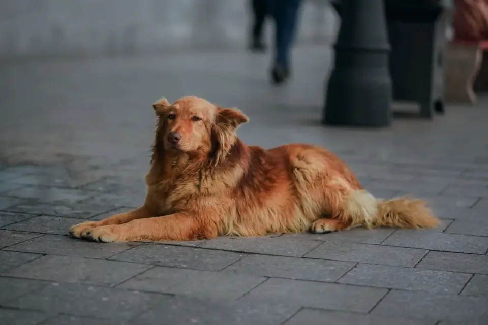 Dog resting after a walk