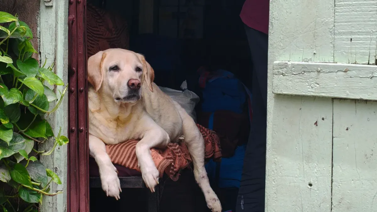 Dog resting after a walk