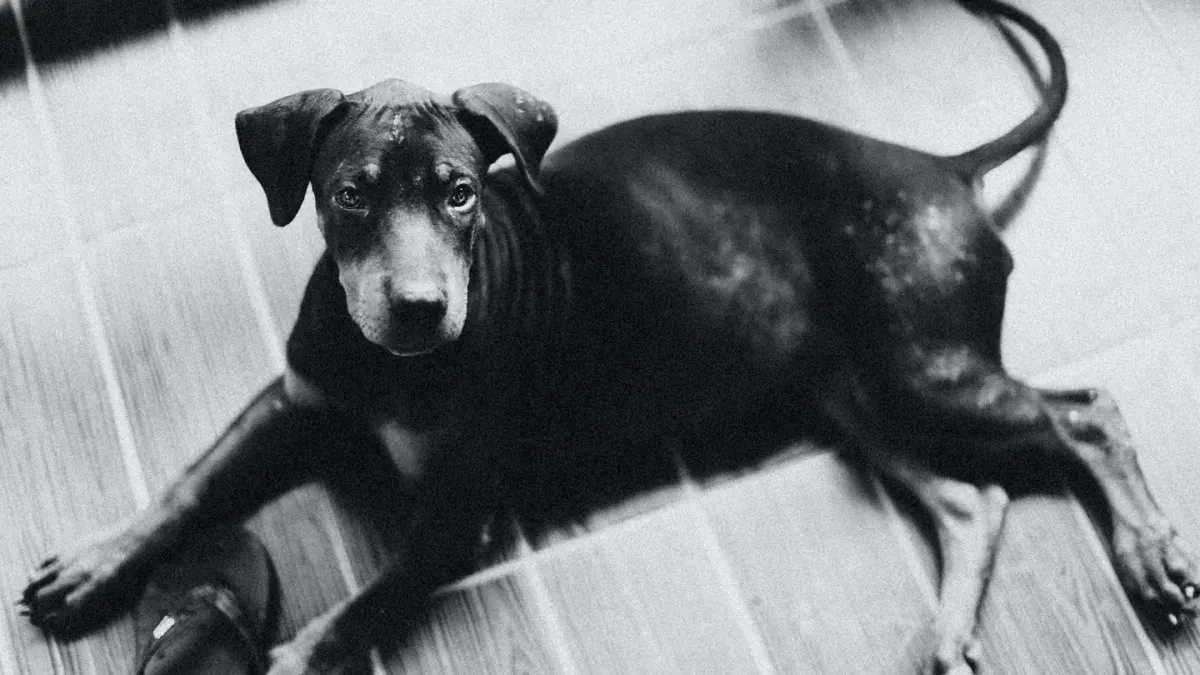 Dog resting at home