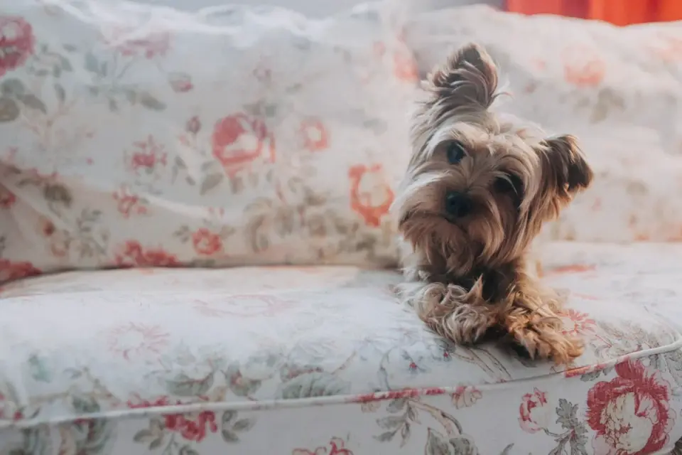 Dog resting at home