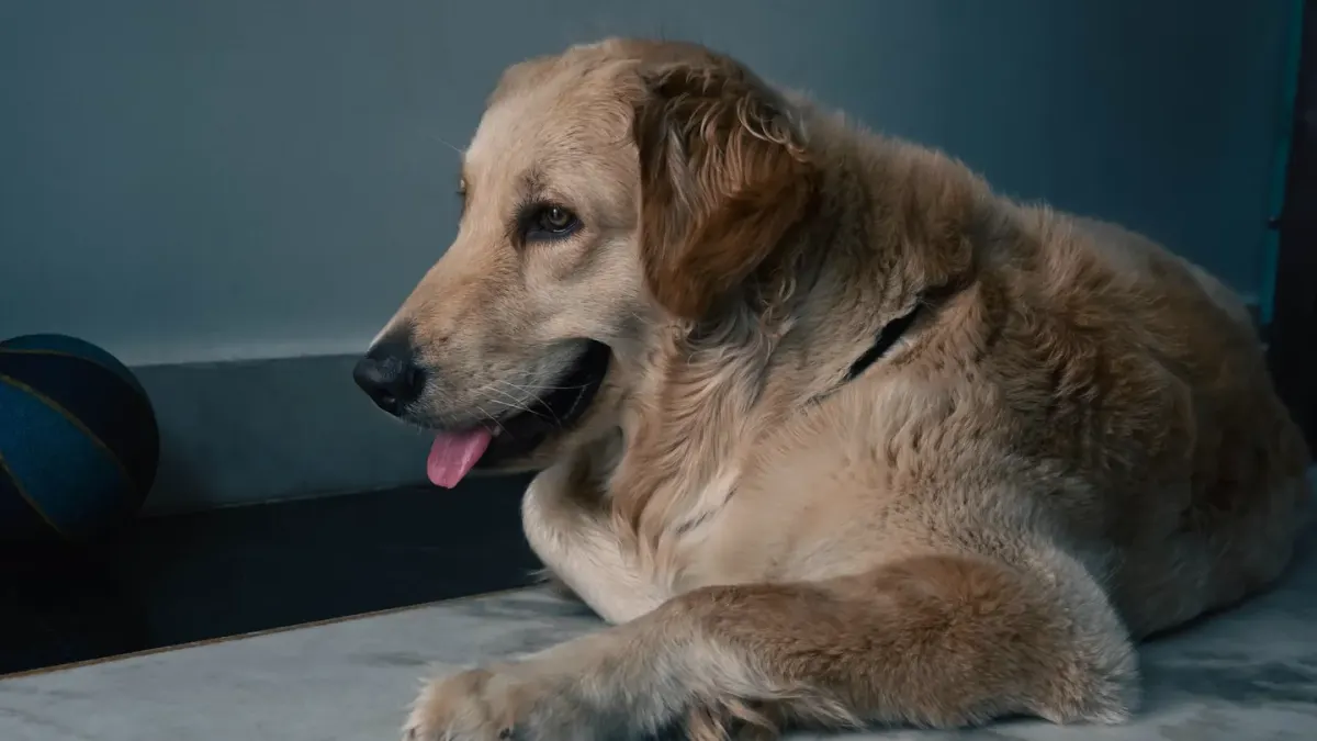 Dog resting at home