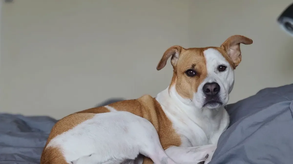 Dog resting at home