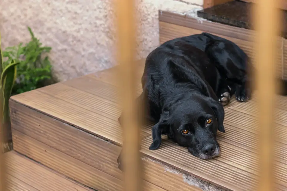 Dog resting at home