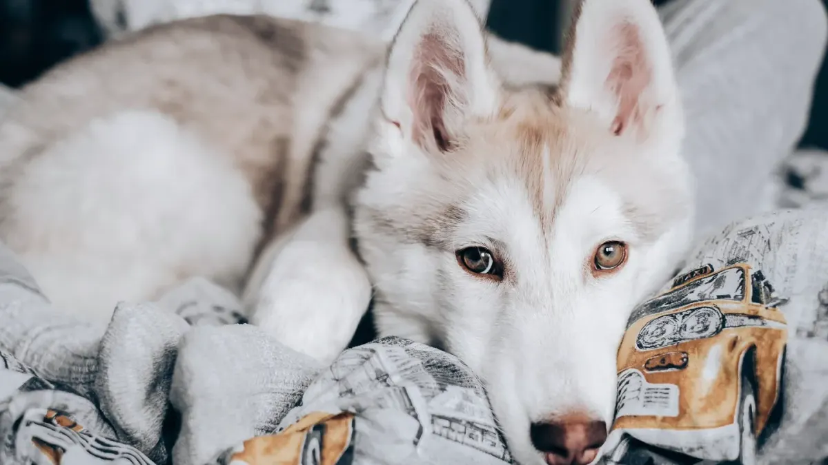 Dog resting at home