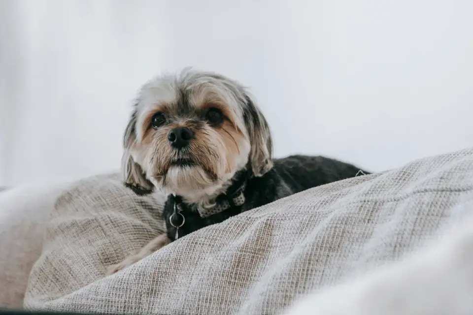 Dog resting at home