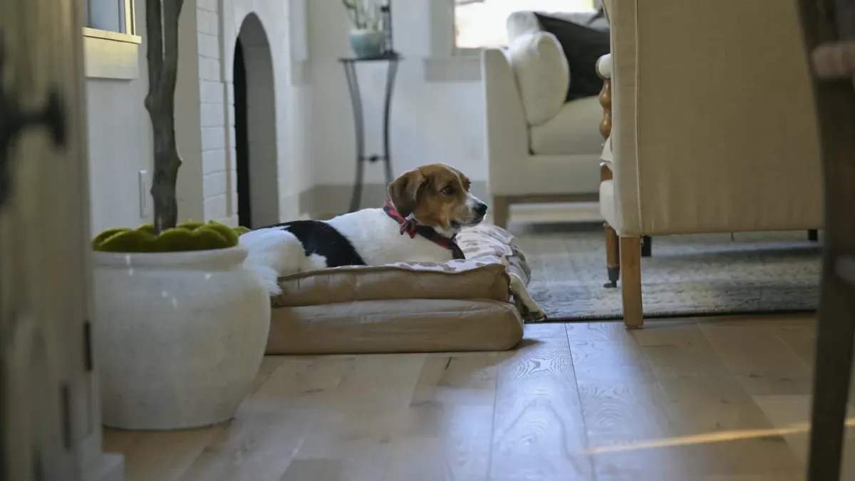 Dog resting at home