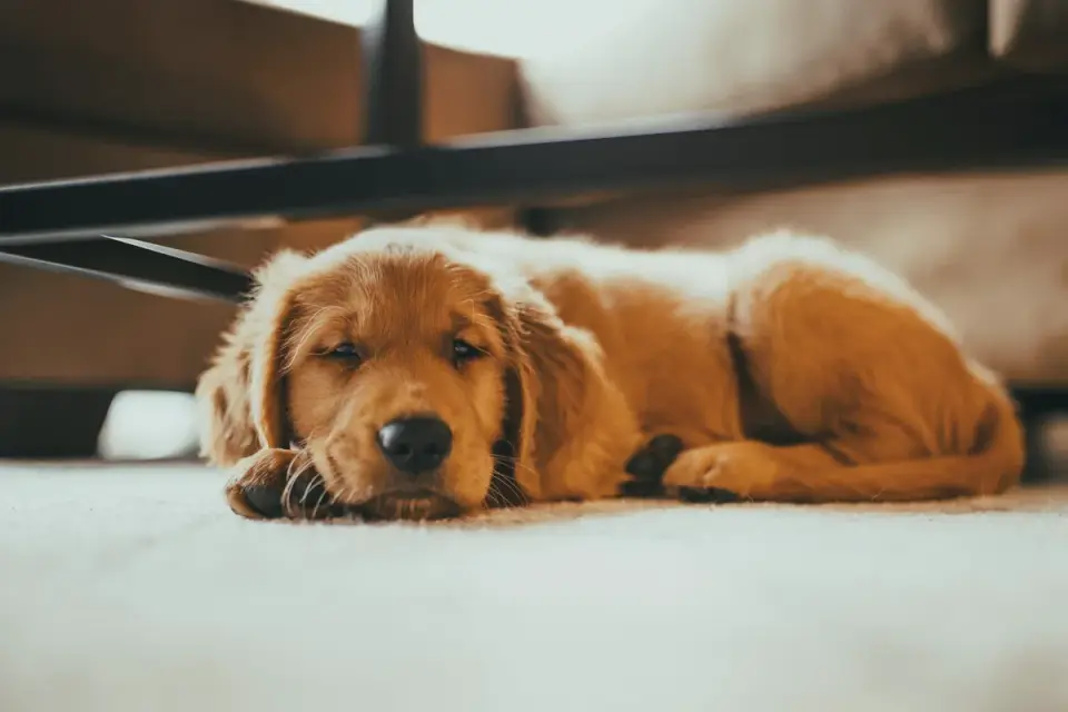 Dog resting at home
