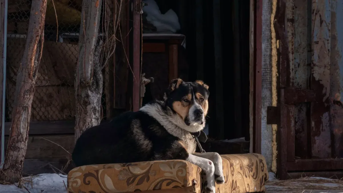 Dog resting at home