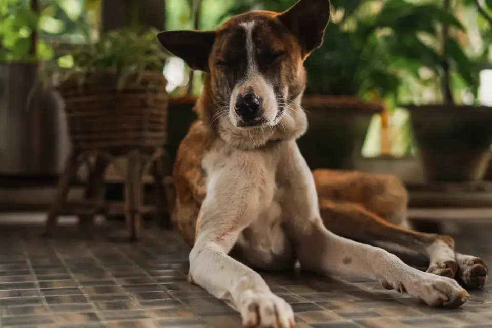 Dog resting at home