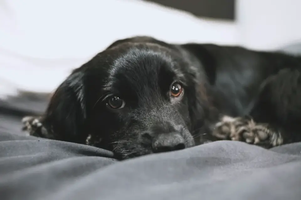 Dog resting at home