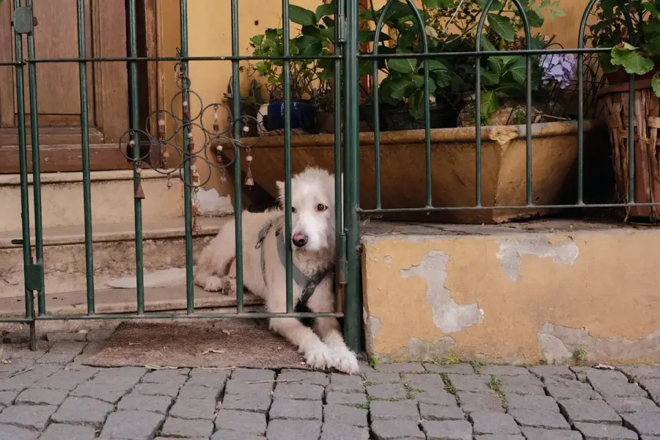 Dog resting at home
