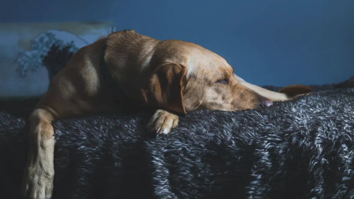 Dog resting at home