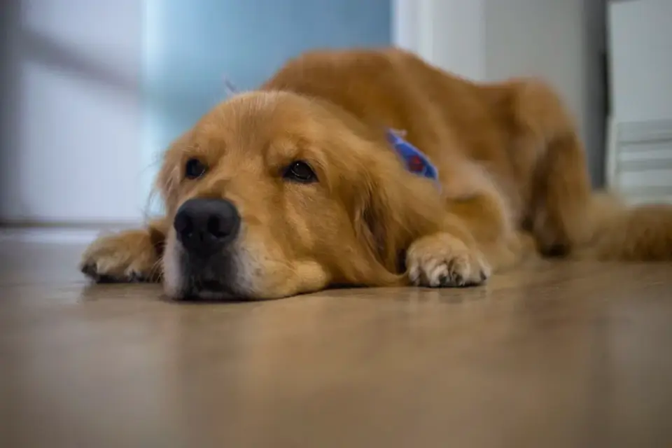 Dog resting at home