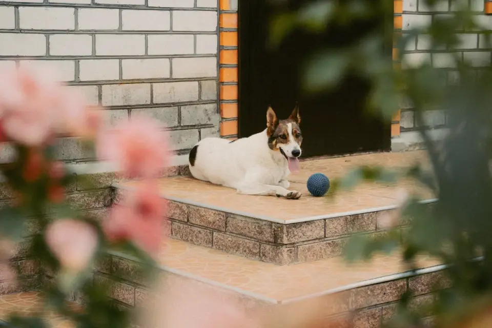 Dog resting at home