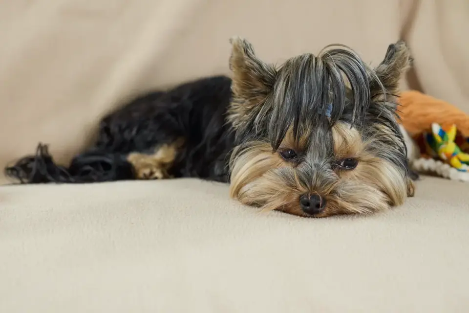 Dog resting at home