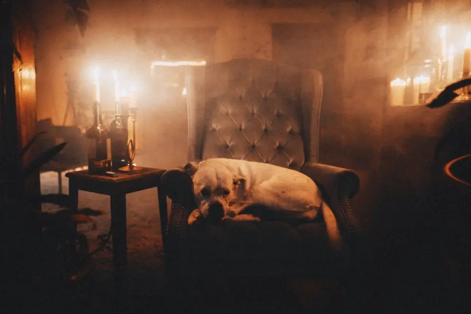 Dog resting at home