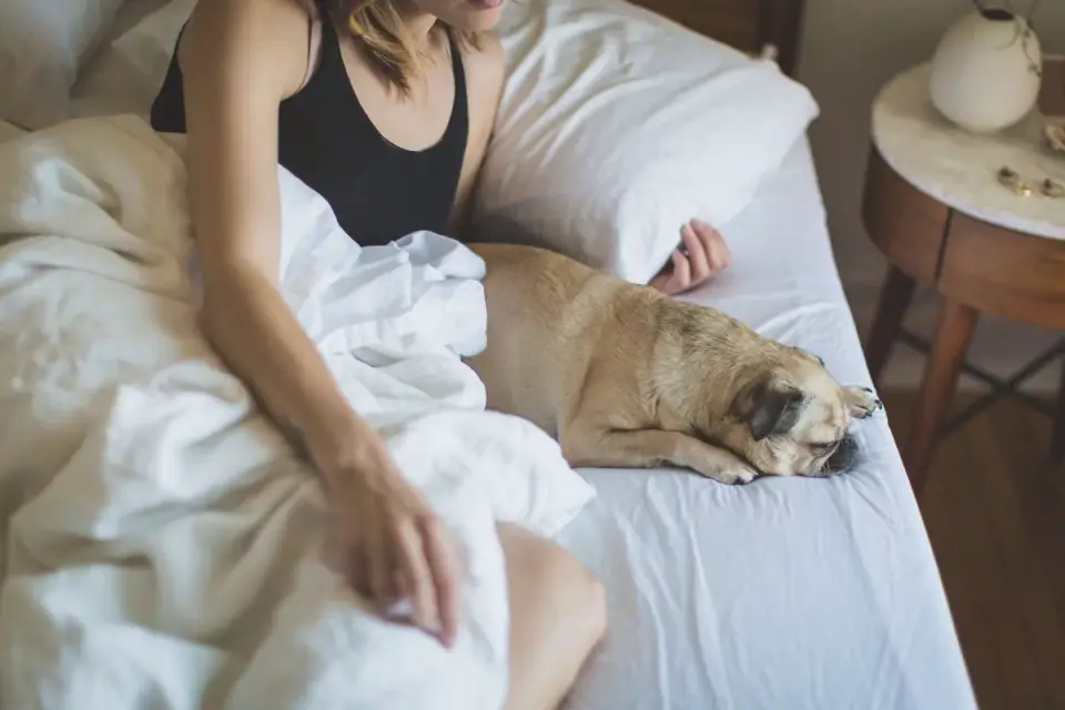 Dog resting at home