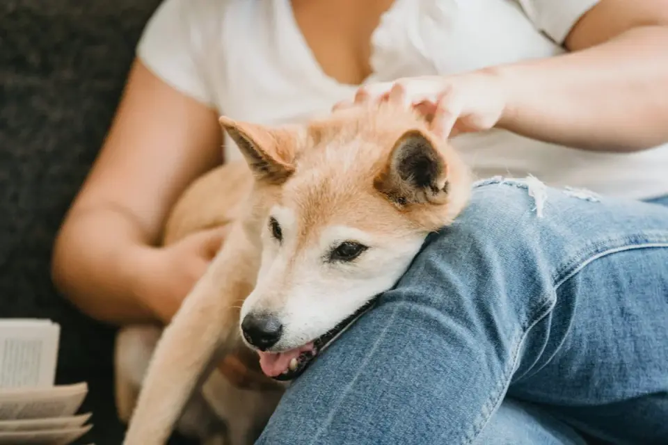 Dog resting beside an owner