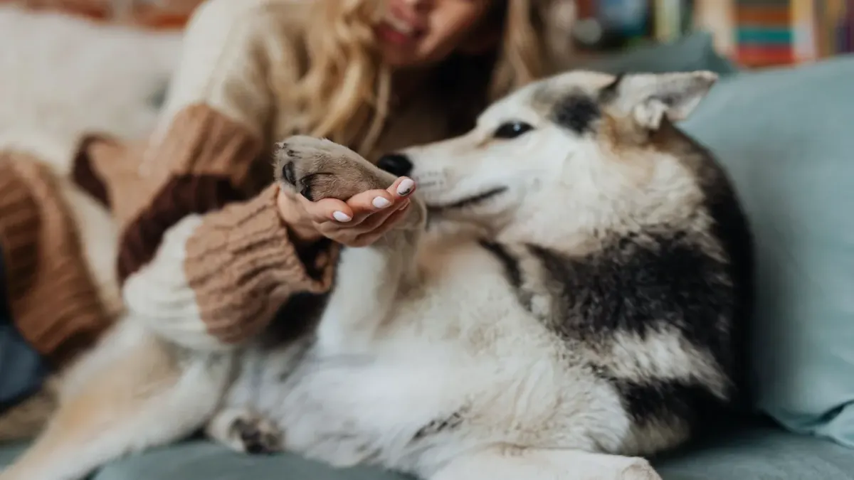 Dog resting beside an owner