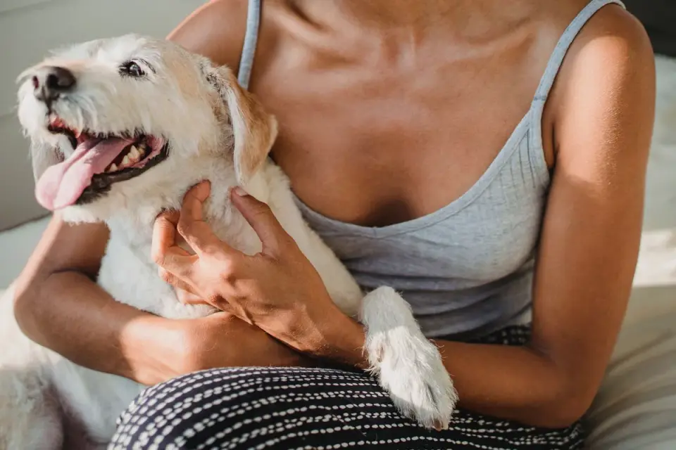 Dog resting beside an owner