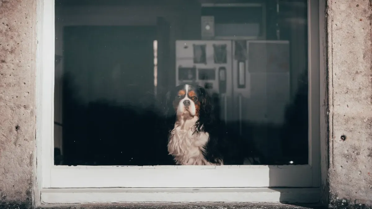 Dog resting by a window