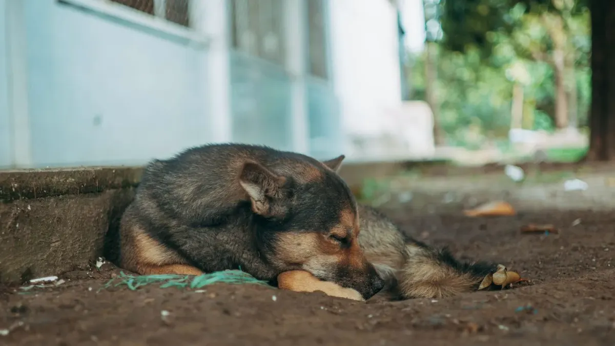Dog resting by a window
