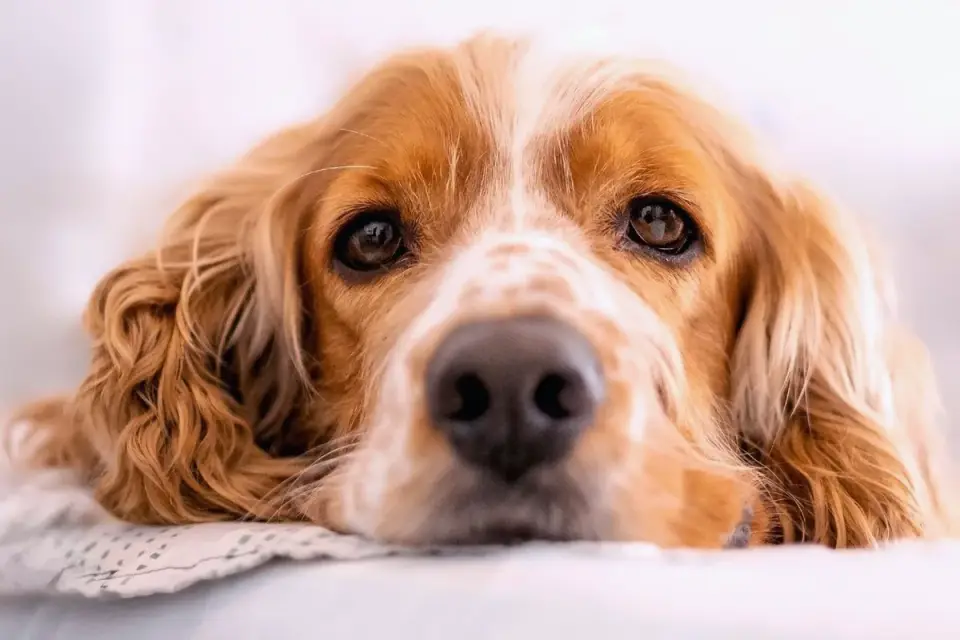 Dog resting by a window
