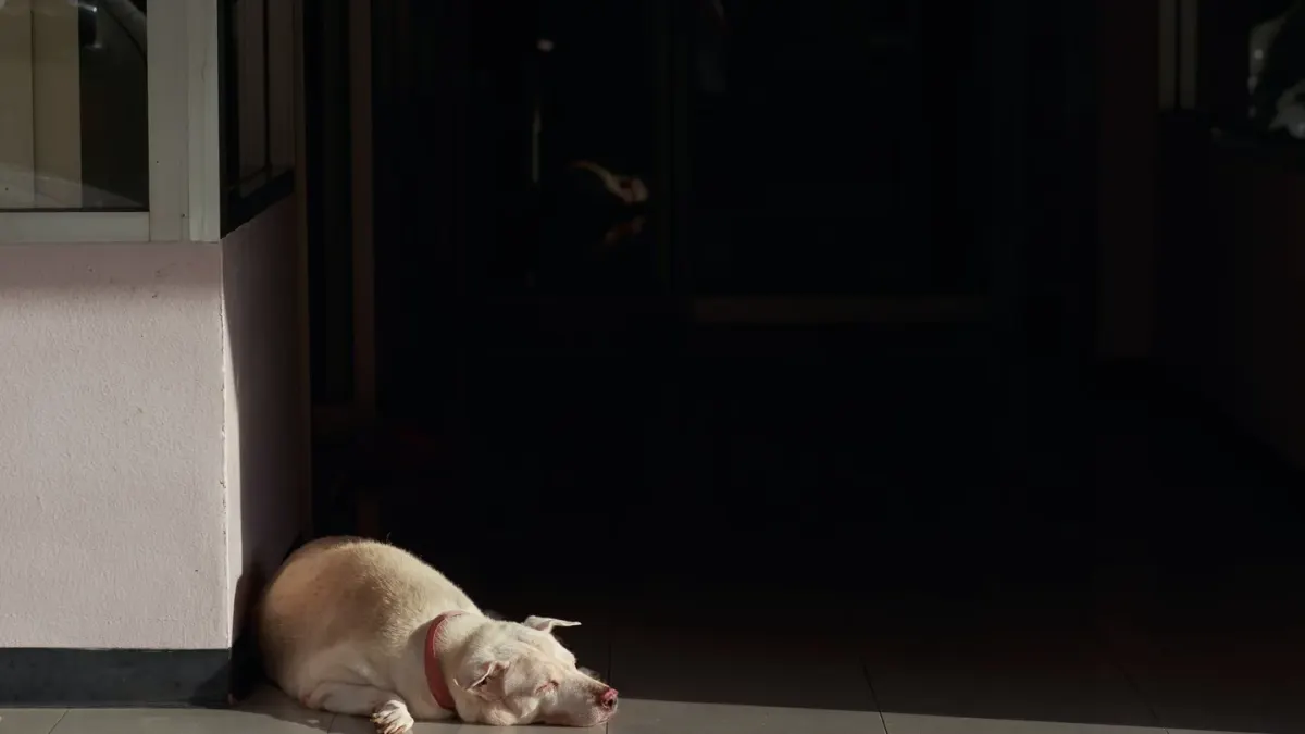 Dog resting by a window