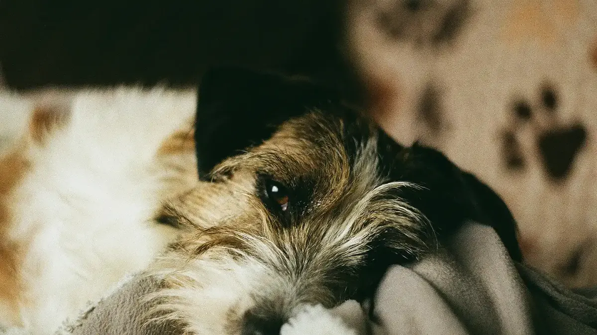 Dog resting during travel