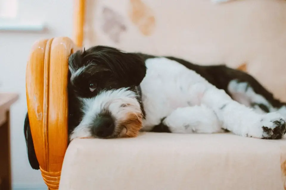Dog resting during travel