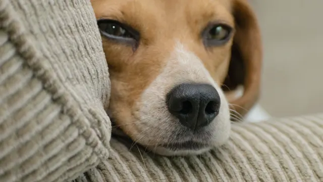 Dog resting during travel
