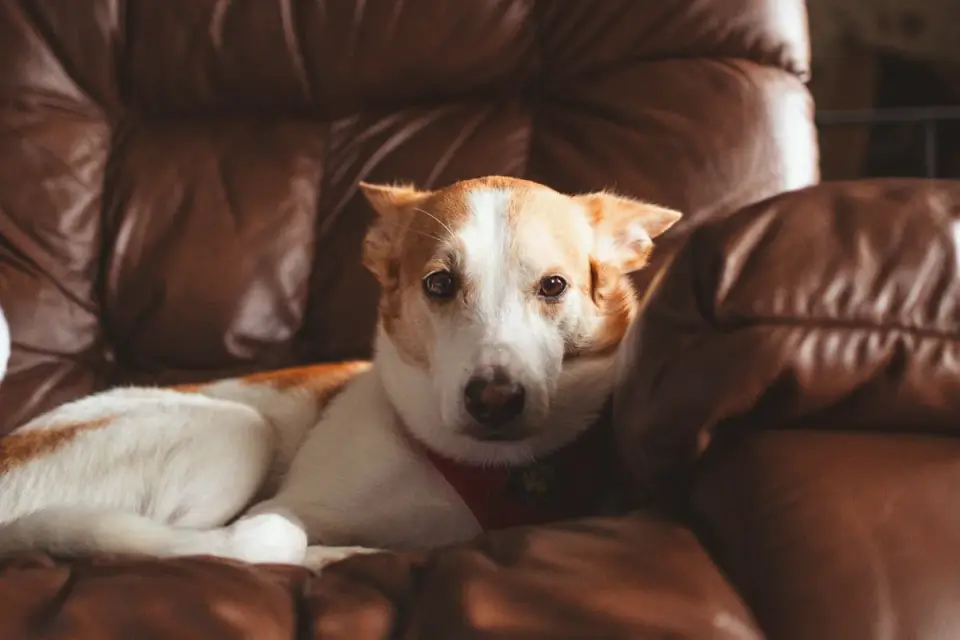 Dog resting during travel