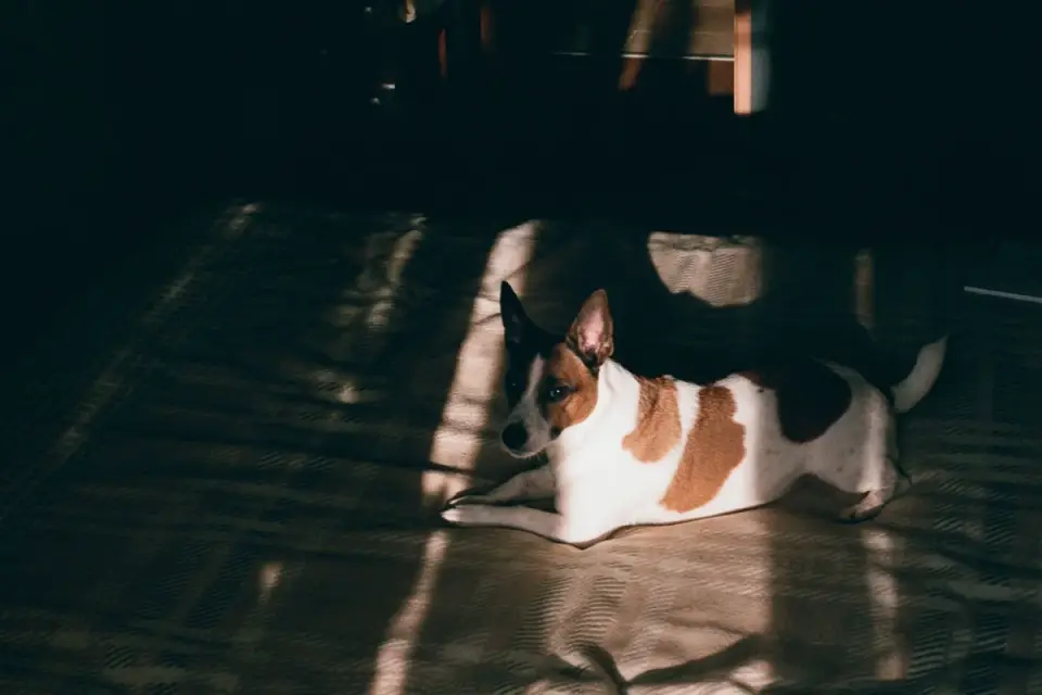Dog resting during travel