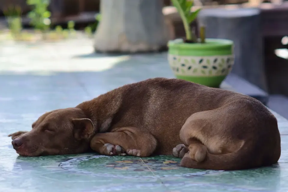 Dog resting home